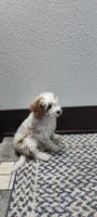 Abby , a female Cavapoo for sale in Arthur, IL – 3 of 3