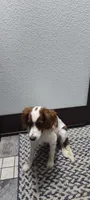 Cupcake , a female Cavapoo for sale in Arthur, IL – 2 of 4