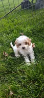 Abby , a female Cavapoo for sale in Arthur, IL – 3 of 3