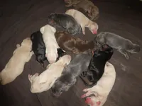 UPCOMING LITTER, COLORS, a  Doberman Pinscher for sale in Temecula, CA – Photo 3 of 3