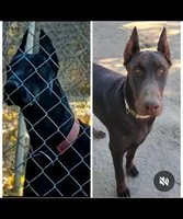 UPC0MING LITTER, AKC, 3/4 Euro, a  Doberman Pinscher for sale in Temecula, CA – Photo 3 of 3