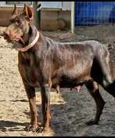 UPC0MING LITTER, AKC, 3/4 Euro, a  Doberman Pinscher for sale in Temecula, CA – Photo 2 of 3