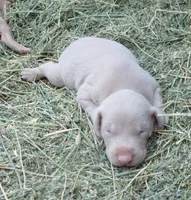 FAWN MALE, AKC, a male Doberman Pinscher for sale in Temecula, CA – 2 of 2