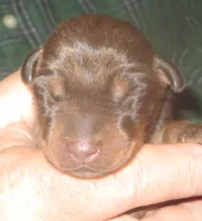 RED/RUST MALE,AKC, a male Doberman Pinscher for sale in Temecula, CA – Photo 2 of 4