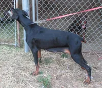 RED/RUST MALE,AKC, a male Doberman Pinscher for sale in Temecula, CA – Photo 4 of 4