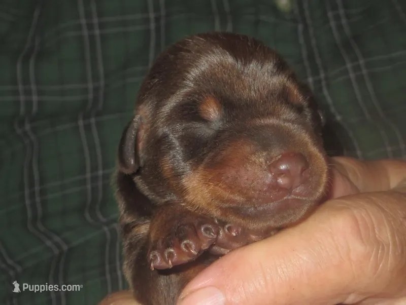 RED/RUST MALE,AKC – Doberman Pinscher puppy for sale in Temecula, CA