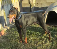 CREMELLO(WHITE)W/BLUE EYES,AKC, a male Doberman Pinscher for sale in Temecula, CA – Photo 2 of 3