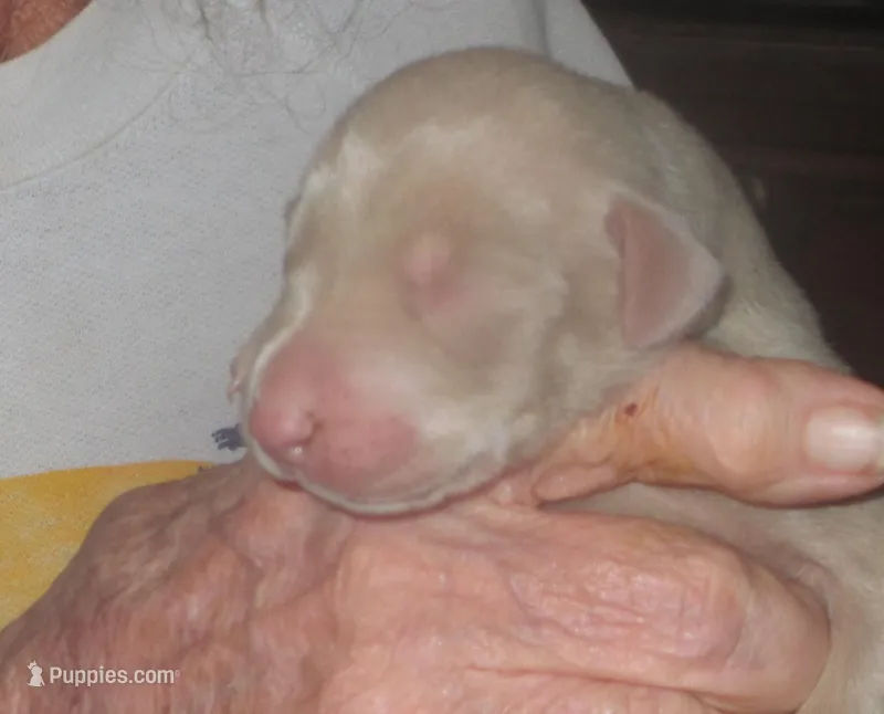 CREMELLO(WHITE)W/BLUE EYES,AKC – Doberman Pinscher puppy for sale in Temecula, CA