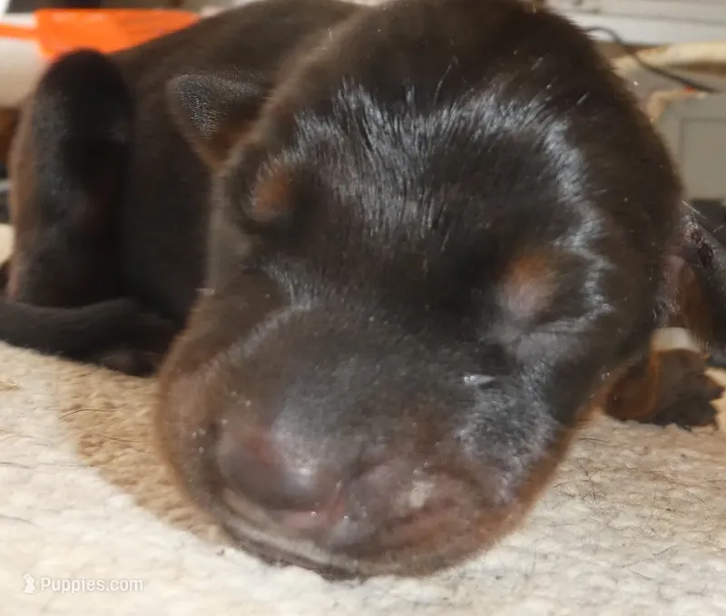 SUZIE, AKC, 3/4 Euro – Doberman Pinscher puppy for sale in Temecula, CA