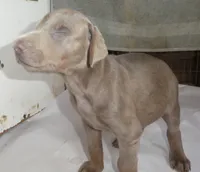SANDY, AKC, 3/4 EURO, FAWN, a male Doberman Pinscher for sale in Temecula, CA – 2 of 3