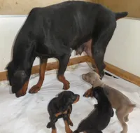 ELLE , AKC, 3/4 EURO, a female Doberman Pinscher for sale in Temecula, CA – 3 of 4