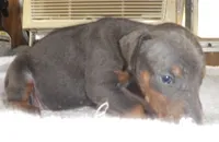 MARLA. BLUE/RUST, 3/4 EURO, a female Doberman Pinscher for sale in Temecula, CA – 2 of 5