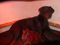 TAYLOR,AKC,3/4 EURO, a male Doberman Pinscher for sale in Temecula, CA – Photo 5 of 6