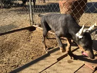 TAYLOR,AKC,3/4 EURO, a male Doberman Pinscher for sale in Temecula, CA – Photo 2 of 6