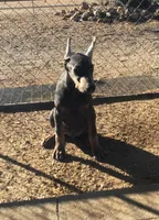 TAYLOR,AKC,3/4 EURO, a male Doberman Pinscher for sale in Temecula, CA – Photo 1 of 6