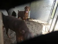 TAYLOR,AKC,3/4 EURO, a male Doberman Pinscher for sale in Temecula, CA – Photo 6 of 6