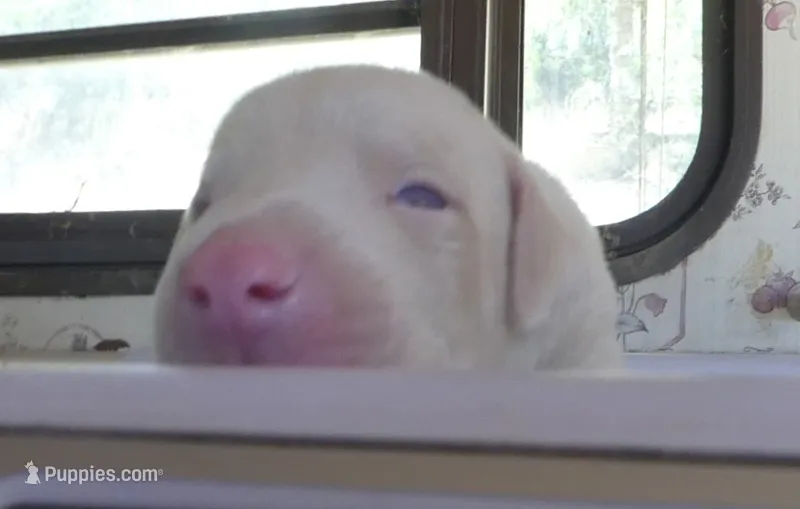 CREMELLO MALE WBlue Eyes, AKC – Doberman Pinscher puppy for sale in Temecula, CA