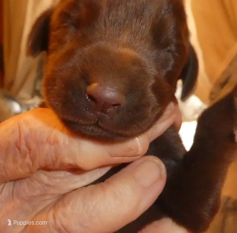 MEL RED MALE, AKC, a male Doberman Pinscher for sale in Temecula, CA – 1 of 4