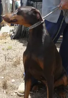 SHERRY, AKC, a female Doberman Pinscher for sale in Temecula, CA – 3 of 3