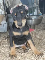 SALLY. AKC, a female Doberman Pinscher for sale in Temecula, CA – Photo 1 of 4