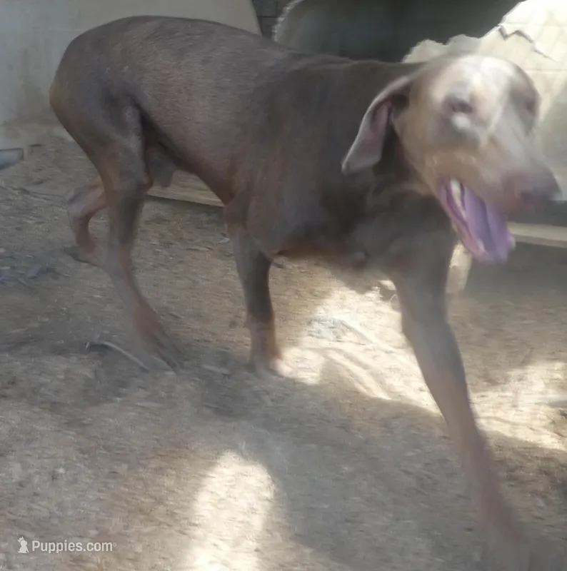 SANDY, Fawn AKC Male, a male Doberman Pinscher for sale in Temecula, CA – Photo 1 of 2