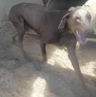 SANDY, Fawn AKC Male, a male Doberman Pinscher for sale in Temecula, CA – Photo 1 of 2