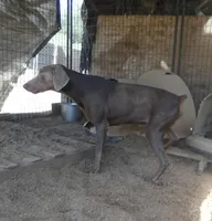 SANDY, Fawn AKC Male, a male Doberman Pinscher for sale in Temecula, CA – Photo 2 of 2