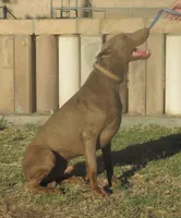 MEL FAWN MALE  AKC, a male Doberman Pinscher for sale in Temecula, CA – 3 of 4