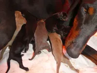 MEL FAWN MALE  AKC, a male Doberman Pinscher for sale in Temecula, CA – 2 of 4