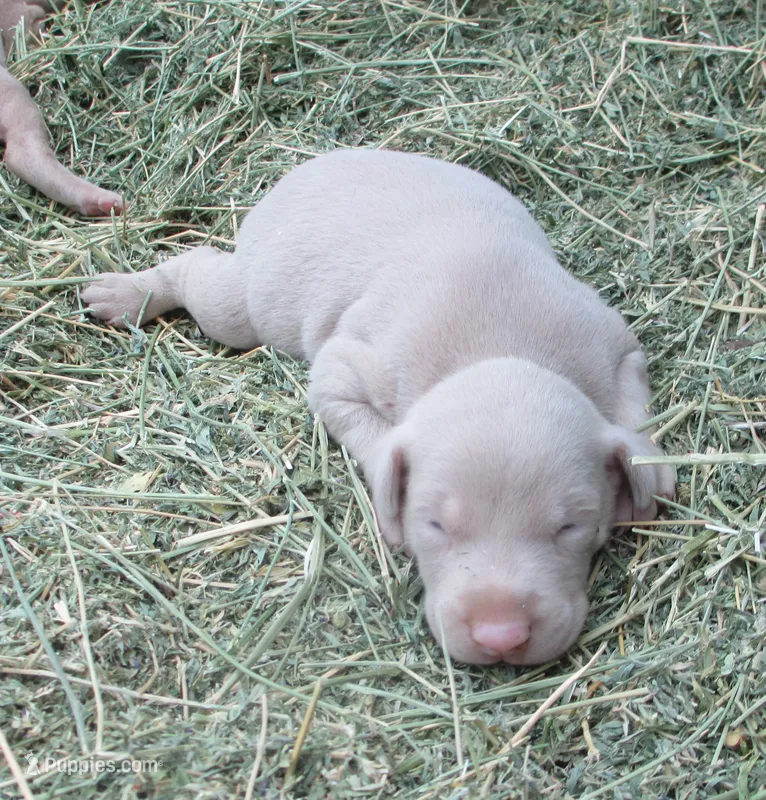 CREMELLO (WHITE)W/BLUE EYES,AKC – Doberman Pinscher puppy for sale in Temecula, CA