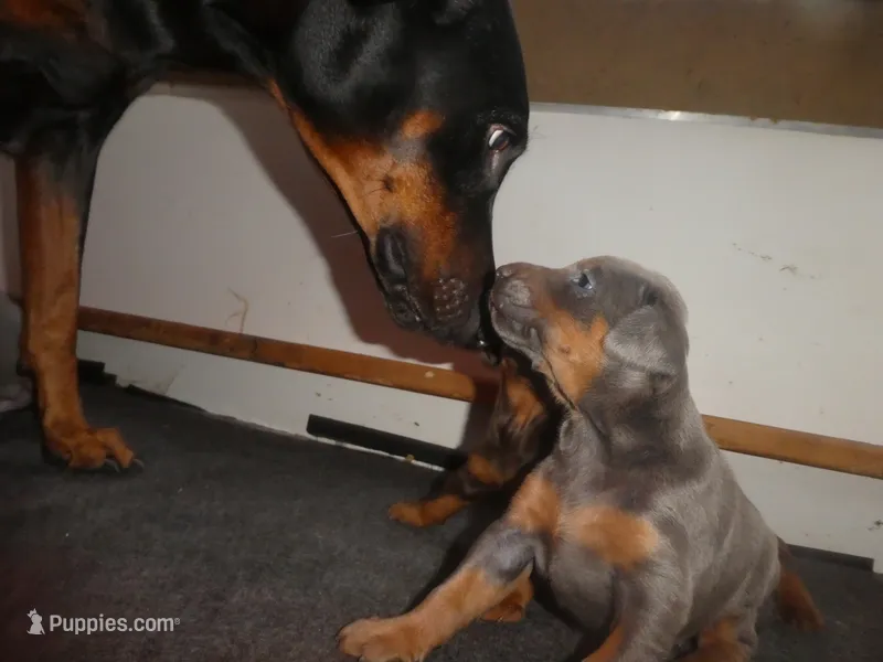 BLUE/RUST FEMALE, AKC, 3/4 EURO – Doberman Pinscher puppy for sale in Temecula, CA