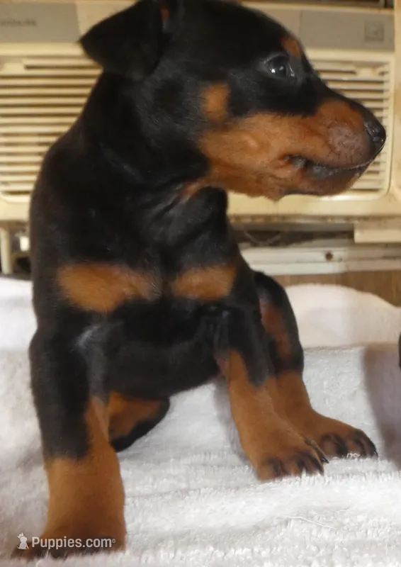 ELLE , AKC, 3/4 EURO – Doberman Pinscher puppy for sale in Temecula, CA