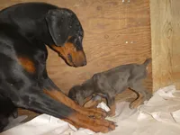 BLUE/RUST FEMALE, AKC, a female Doberman Pinscher for sale in Temecula, CA – 2 of 4