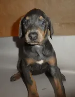 NEW LITTER,WHITE,BLUE M&F,AKC, a male Doberman Pinscher for sale in Temecula, CA – Photo 2 of 5