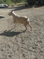 NEW LITTER,WHITE,BLUE M&F,AKC, a male Doberman Pinscher for sale in Temecula, CA – Photo 5 of 5