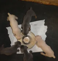 NEW LITTER,WHITE,BLUE M&F,AKC, a male Doberman Pinscher for sale in Temecula, CA – Photo 1 of 5