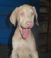 NEW LITTER,WHITE,BLUE M&F,AKC, a male Doberman Pinscher for sale in Temecula, CA – Photo 3 of 5