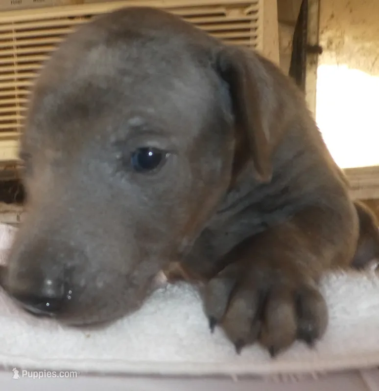 MEL BLUE, FEMALE AKC – Doberman Pinscher puppy for sale in Temecula, CA