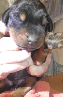 MEL RED MALE, AKC, a male Doberman Pinscher for sale in Temecula, CA – 4 of 4