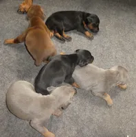 BLUE/RUST FEMALE, AKC, 3/4 EURO, a female Doberman Pinscher for sale in Temecula, CA – 2 of 2