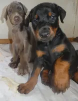 MARLA.BLUE,AKC3/4 EURO,w/ear crop, a female Doberman Pinscher for sale in Temecula, CA – 7 of 7
