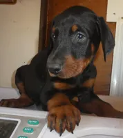 Black/rust Male, AKC, a male Doberman Pinscher for sale in Temecula, CA – 3 of 3