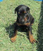 BLACK FEMALE, "Sally" AKC, a male Doberman Pinscher for sale in Temecula, CA – Photo 2 of 4