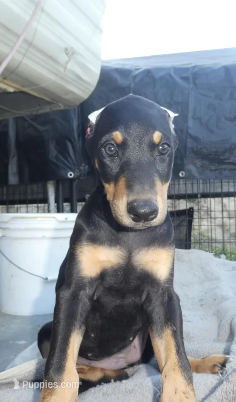 BLACK FEMALE, "Sally" AKC, a male Doberman Pinscher for sale in Temecula, CA – Photo 1 of 4