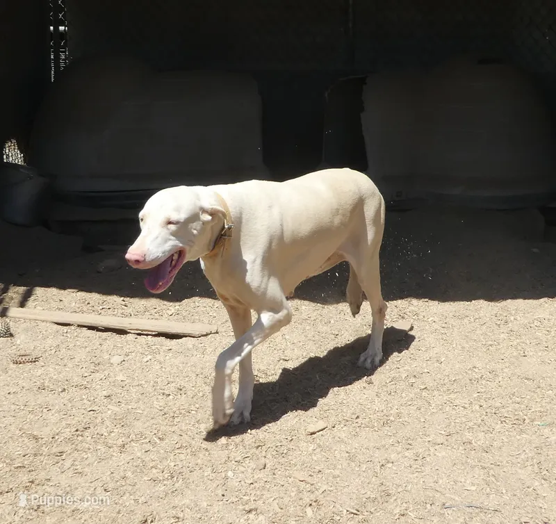 Susie, AKC, a female Doberman Pinscher for sale in Temecula, CA – 1 of 1