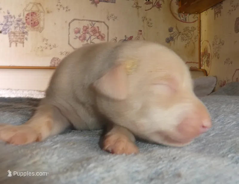 CREMELLO, BLUE EYES, Female, AKC – Doberman Pinscher puppy for sale in Temecula, CA