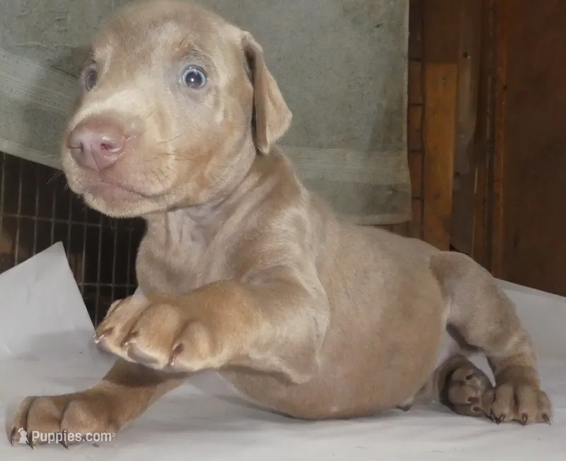 SANDY,AKC,3/4 EURO,FAWN,w/ear crop – Doberman Pinscher puppy for sale in Temecula, CA