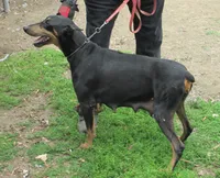 UPCOMING AKC LITTER, a  Doberman Pinscher for sale in Temecula, CA – 2 of 2