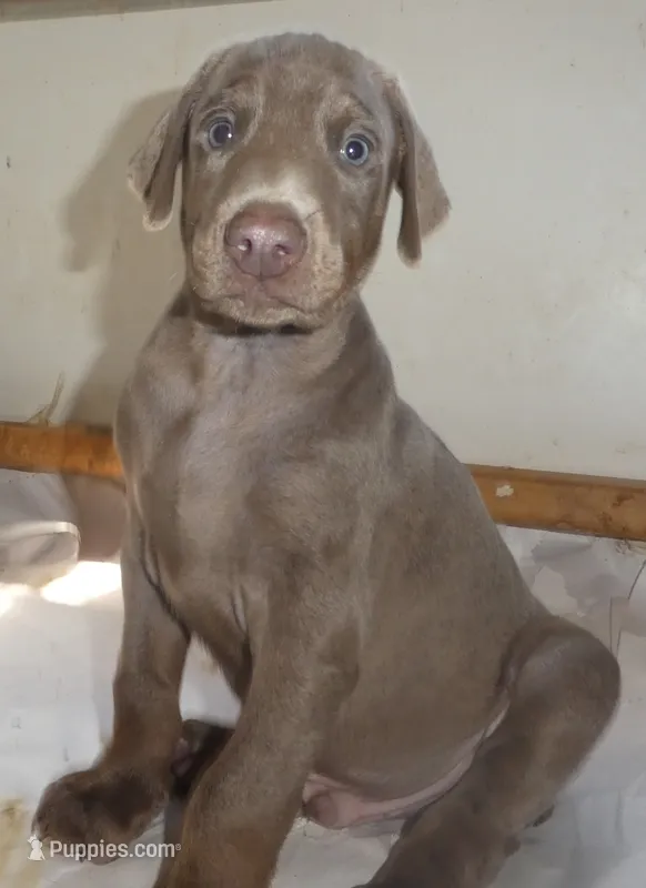 MARLA. BLUE/RUST, AKC 3/4 EURO – Doberman Pinscher puppy for sale in Temecula, CA