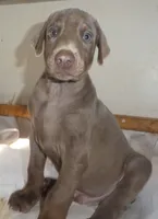 MARLA.BLUE,AKC3/4 EURO,w/ear crop, a female Doberman Pinscher for sale in Temecula, CA – 1 of 7